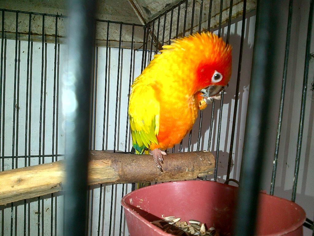 JUAL BURUNG PARUH BENGKOK SUN CONURE
