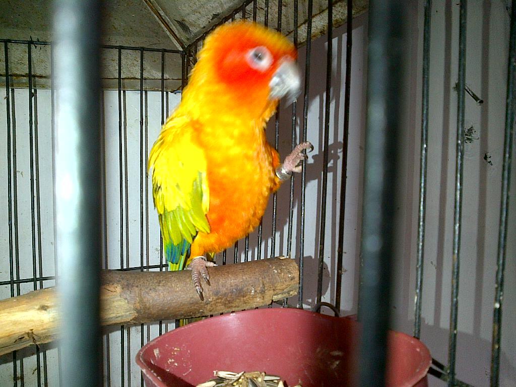 JUAL BURUNG PARUH BENGKOK SUN CONURE