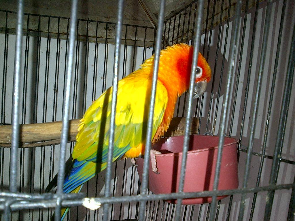 JUAL BURUNG PARUH BENGKOK SUN CONURE