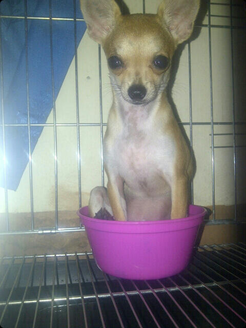 Chihuahua Betina Short Hair 5 bulan stamboom + tattoo MURAH GAN!!!