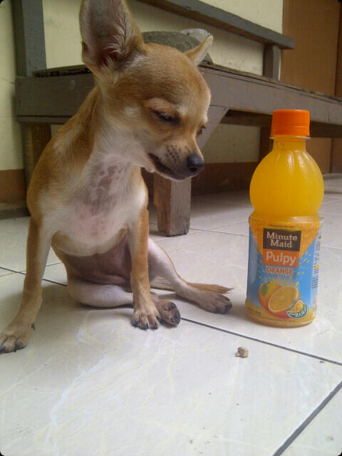Chihuahua Betina Short Hair 5 bulan stamboom + tattoo MURAH GAN!!!