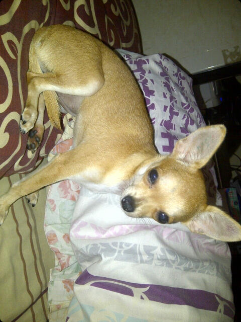 Chihuahua Betina Short Hair 5 bulan stamboom + tattoo MURAH GAN!!!