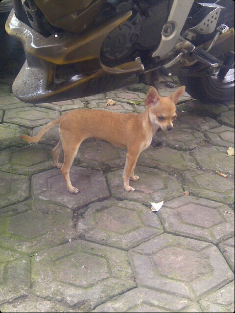 Chihuahua Betina Short Hair 5 bulan stamboom + tattoo MURAH GAN!!!