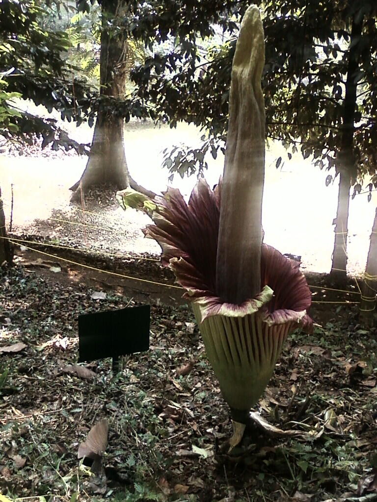 Yuk Kenali dan Pahami bedanya Bunga Bangkai dan Bunga Padma