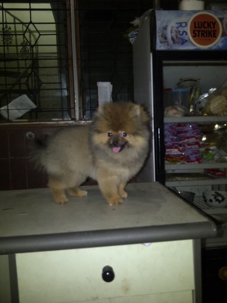 anjing super lucu pom