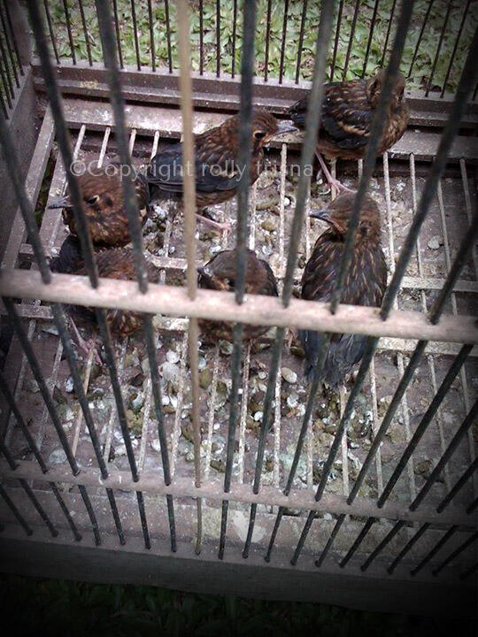 Burung Anis Merah Anakan Awal Musim