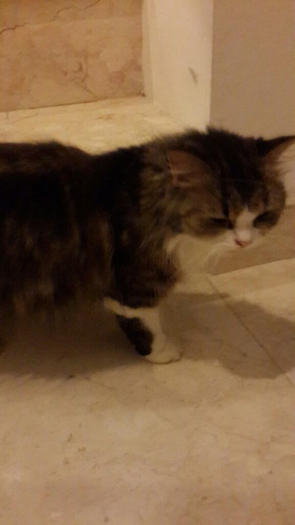Dijual Kucing Persia Betina 1.5 Tahun