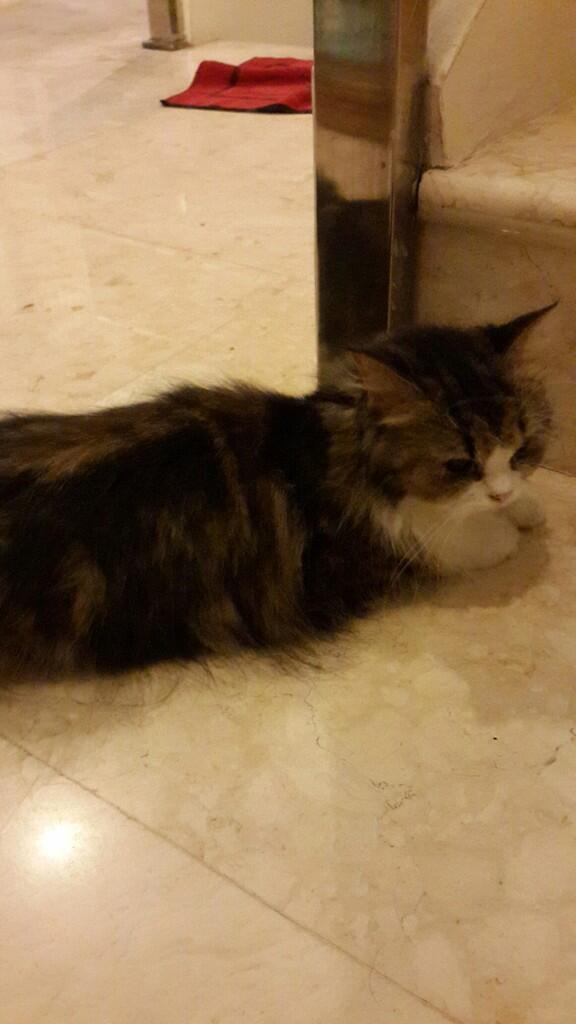 Dijual Kucing Persia Betina 1.5 Tahun