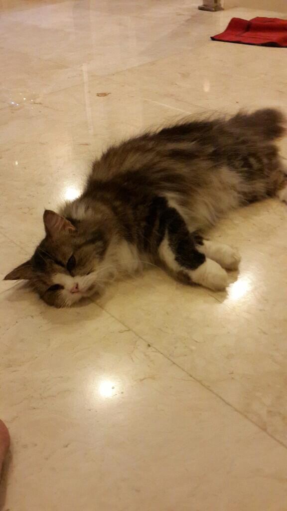 Dijual Kucing Persia Betina 1.5 Tahun