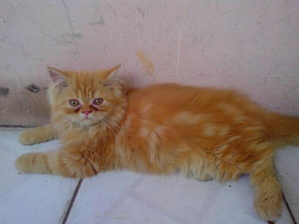 WTS JUAL ANAKAN KITTEN KUCING PERSIA & ANGGORA