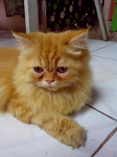 WTS JUAL ANAKAN KITTEN KUCING PERSIA & ANGGORA