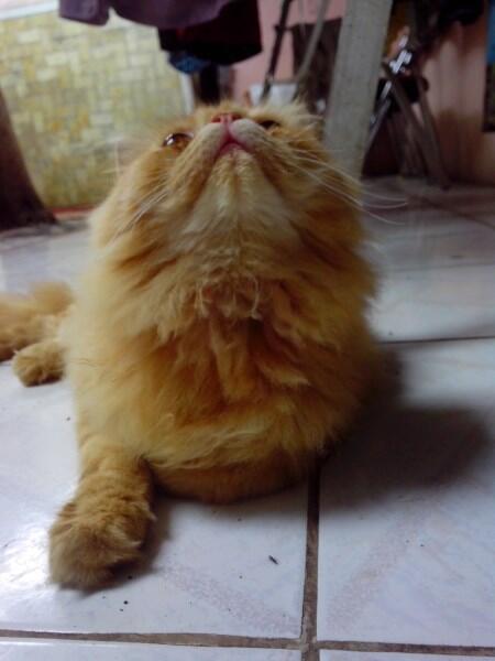WTS JUAL ANAKAN KITTEN KUCING PERSIA & ANGGORA