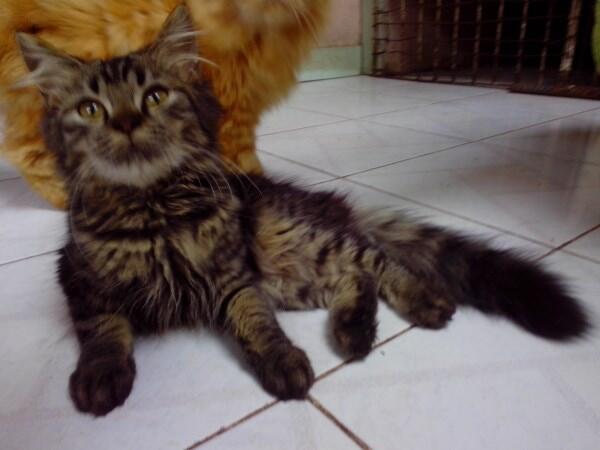 WTS JUAL ANAKAN KITTEN KUCING PERSIA & ANGGORA