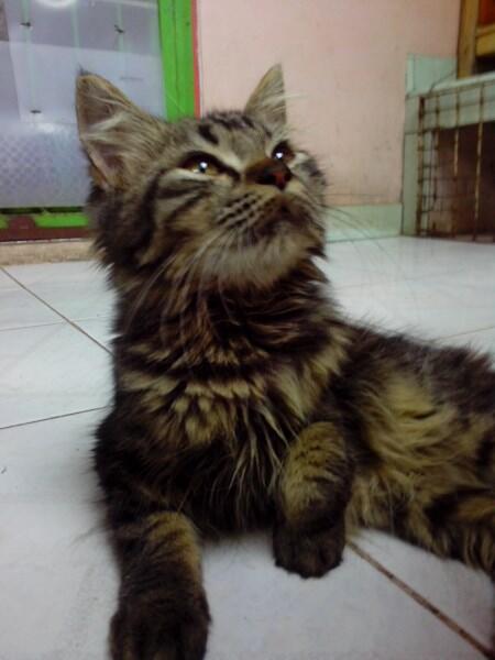 WTS JUAL ANAKAN KITTEN KUCING PERSIA & ANGGORA