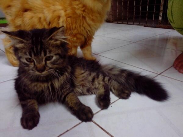 WTS JUAL ANAKAN KITTEN KUCING PERSIA & ANGGORA