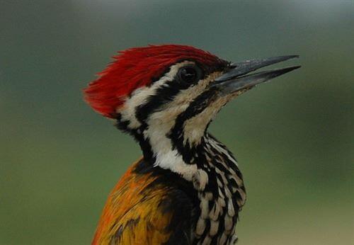 BURUNG PELATUK BESI