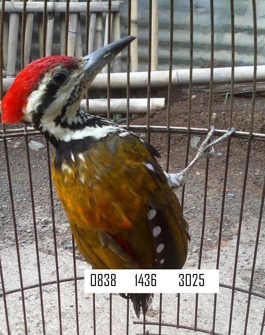 BURUNG PELATUK BESI
