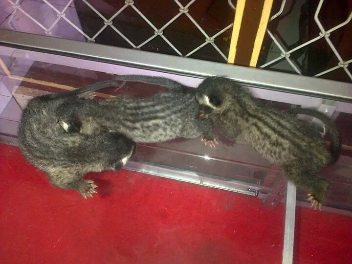 Musang pandan baby