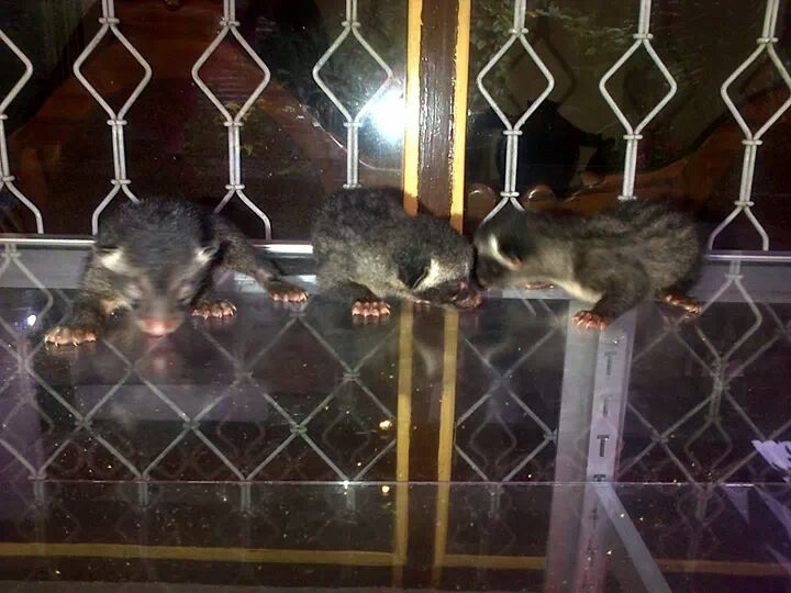 Musang pandan baby