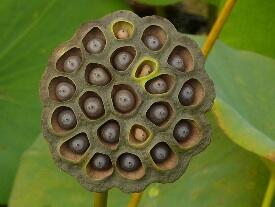 Apa itu TyropoPhobia ?