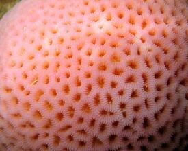 Apa itu TyropoPhobia ?