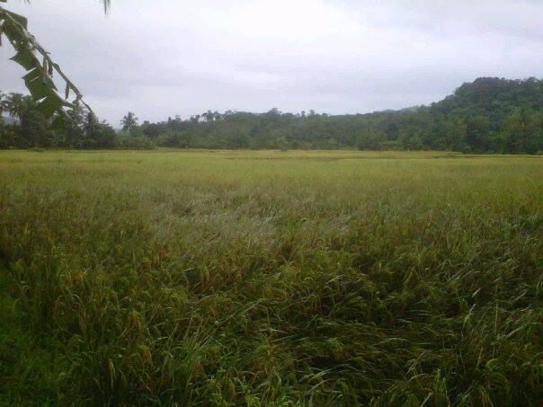 Kp.Cigowong Kec.Cigudeg
