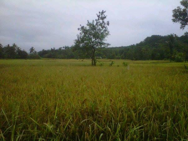 Kp.Cigowong Kec.Cigudeg