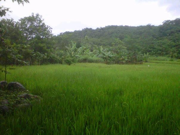Kp.Cigowong Kec.Cigudeg