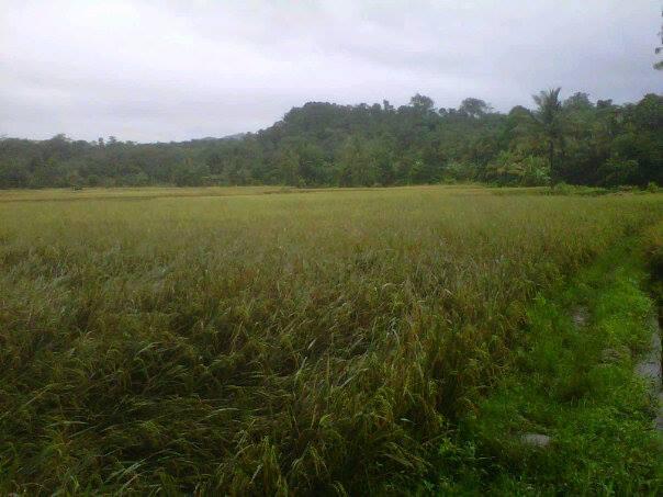 Kp.Cigowong Kec.Cigudeg