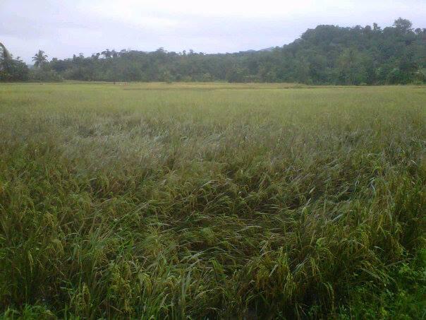 Kp.Cigowong Kec.Cigudeg