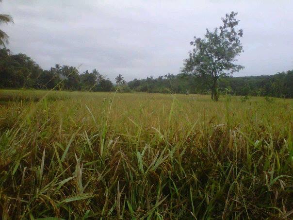Kp.Cigowong Kec.Cigudeg