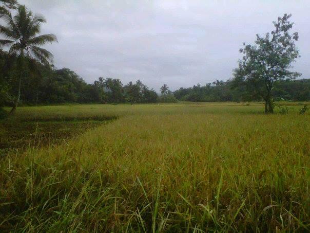 Kp.Cigowong Kec.Cigudeg