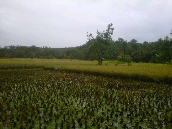 Kp.Cigowong Kec.Cigudeg