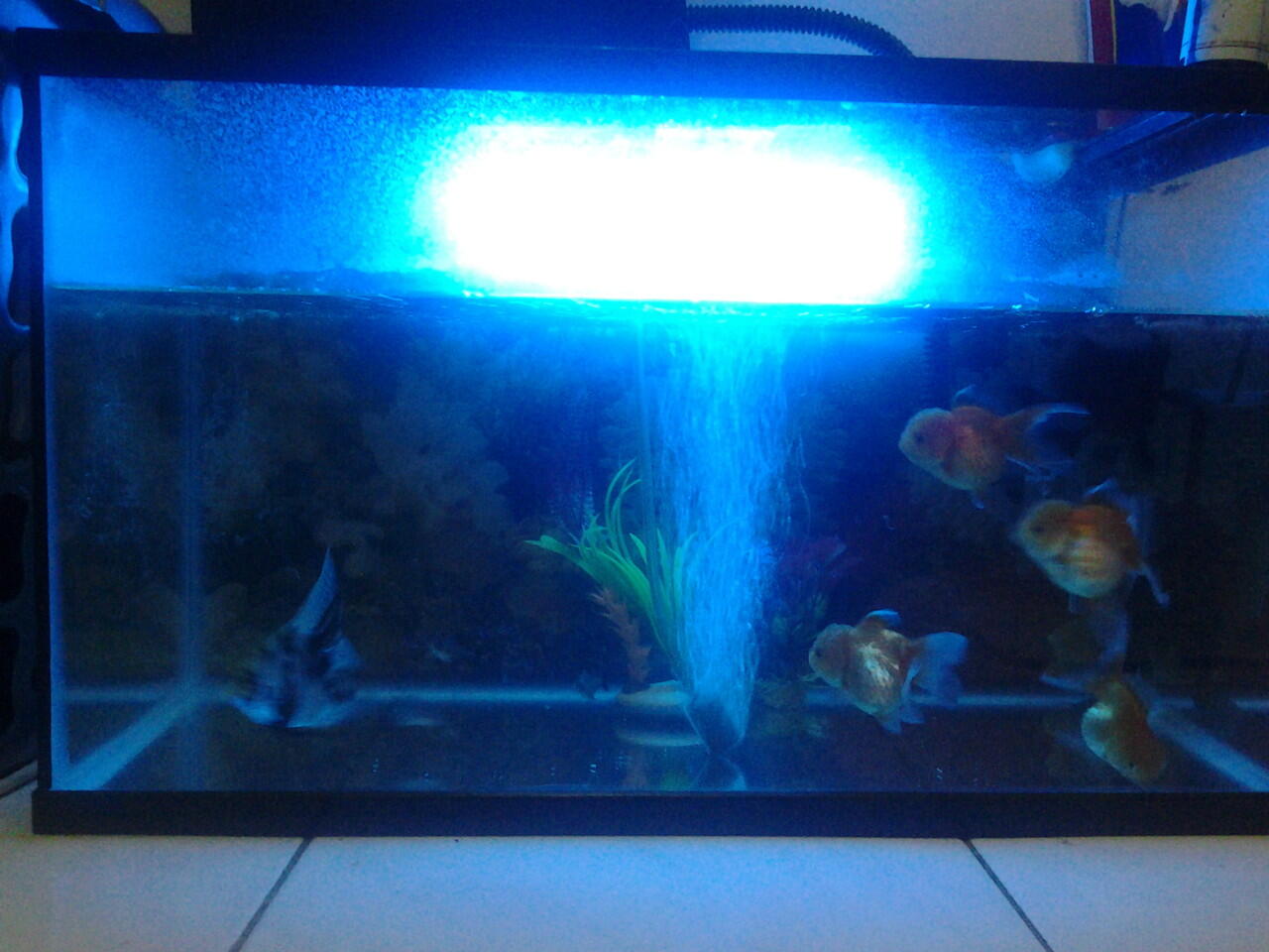 jual ikan mas koki oranda goldfish, mas koki black moor