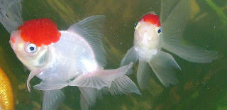 jual ikan mas koki oranda goldfish, mas koki black moor