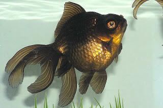 jual ikan mas koki oranda goldfish, mas koki black moor