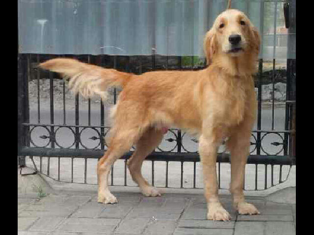 PEJANTAN GOLDEN MURAHH ONLY DOGLOVERS