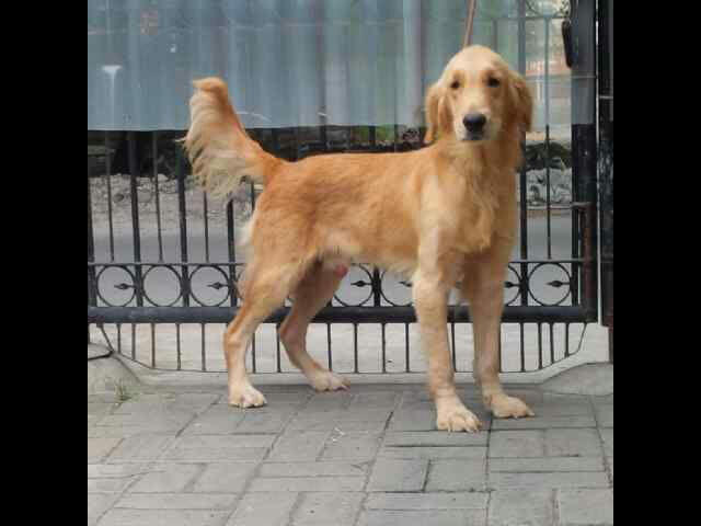 PEJANTAN GOLDEN MURAHH ONLY DOGLOVERS