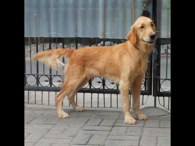 PEJANTAN GOLDEN MURAHH ONLY DOGLOVERS