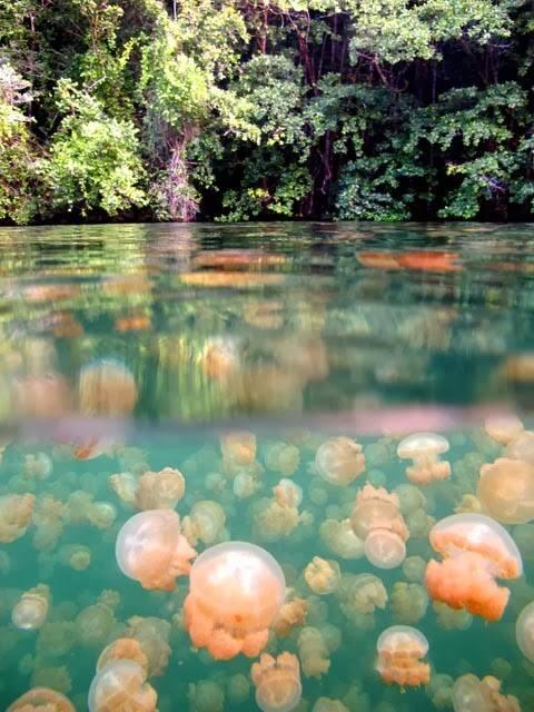 Snorkeling & Diving di Kepulauan Derawan