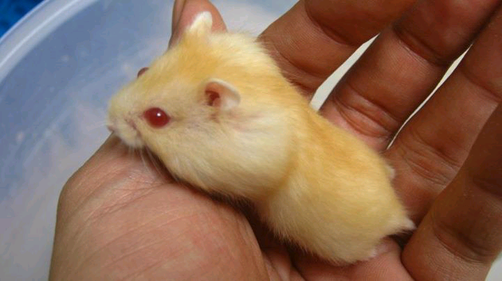 Hamster Cikarang Hybrid Golden Red Eyes