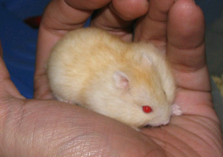Hamster Cikarang Hybrid Golden Red Eyes