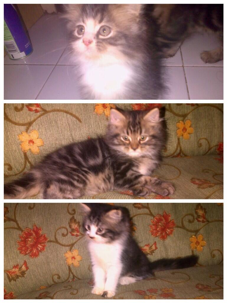 Dijual Kucing Persia Medium