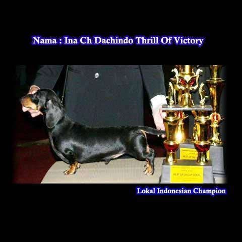 Jasa Kimpoi Anjing Champions