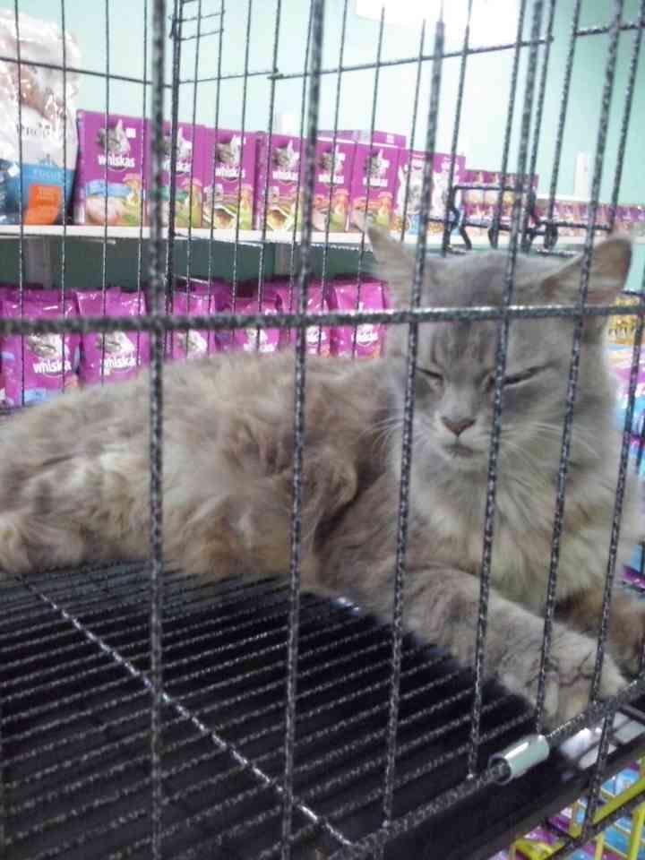 ANGGORA + 3 ANAKNYA BANDUNG