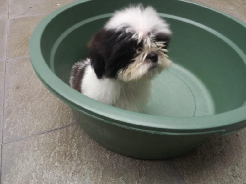 Jual Anak Anjing Mini Shih Tzu umur 2 Bulan Area Surabaya
