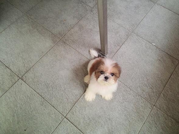 Jual Anak Anjing Mini Shih Tzu umur 2 Bulan Area Surabaya