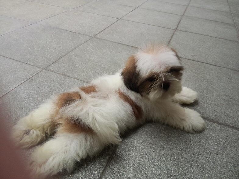Jual Anak Anjing Mini Shih Tzu umur 2 Bulan Area Surabaya
