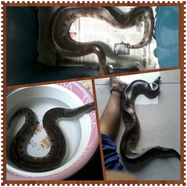 WTS/Barter Retic Jawa dan Dipong Jumbo Murmer