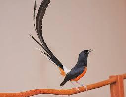 BURUNG MURAI BATU MEDAN